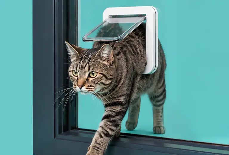 Tabby cat entering through a catflap fitted in a glass door