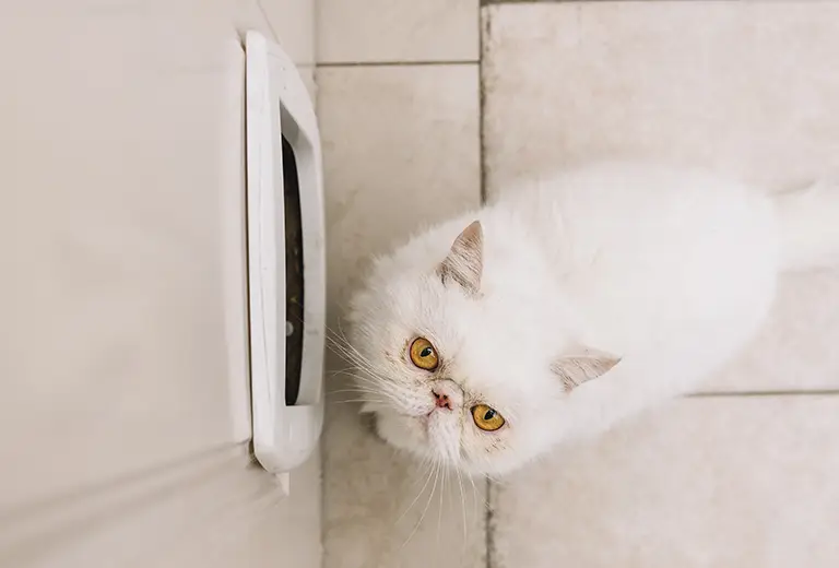 White cat sitting outside broken catflap