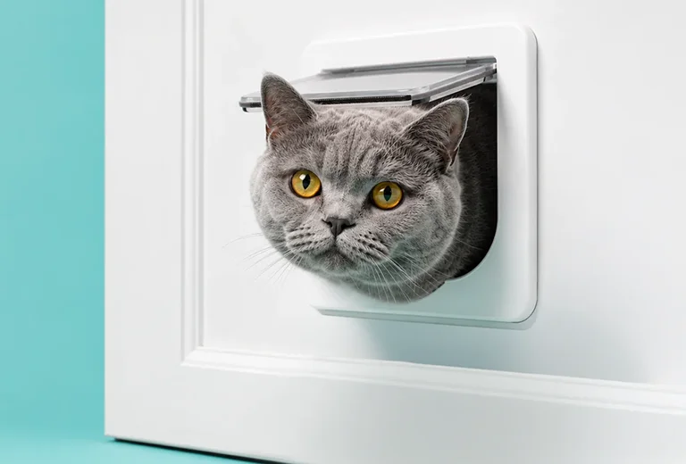 Grey cat looking through catflap fitted in uPVC door